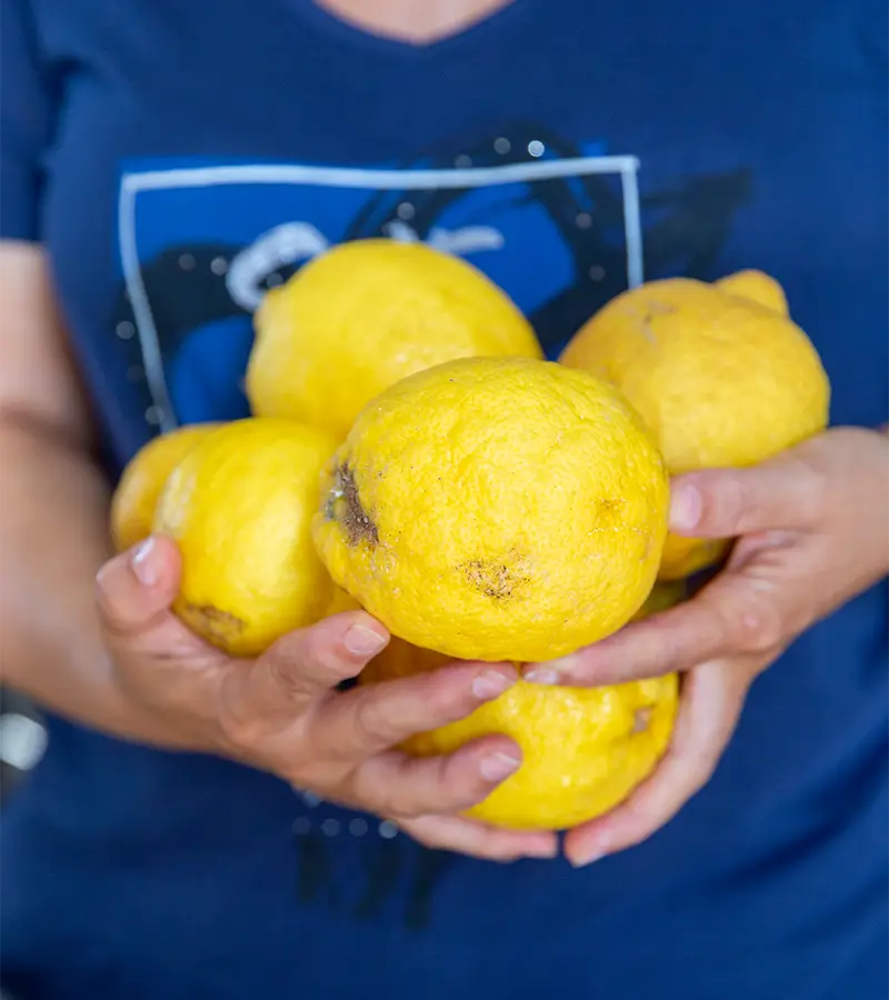 coltivazioni Costadoria