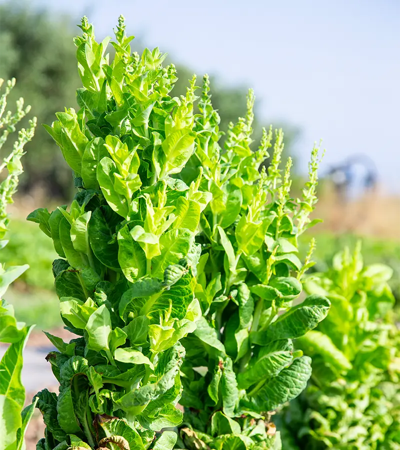 coltivazioni Costadoria