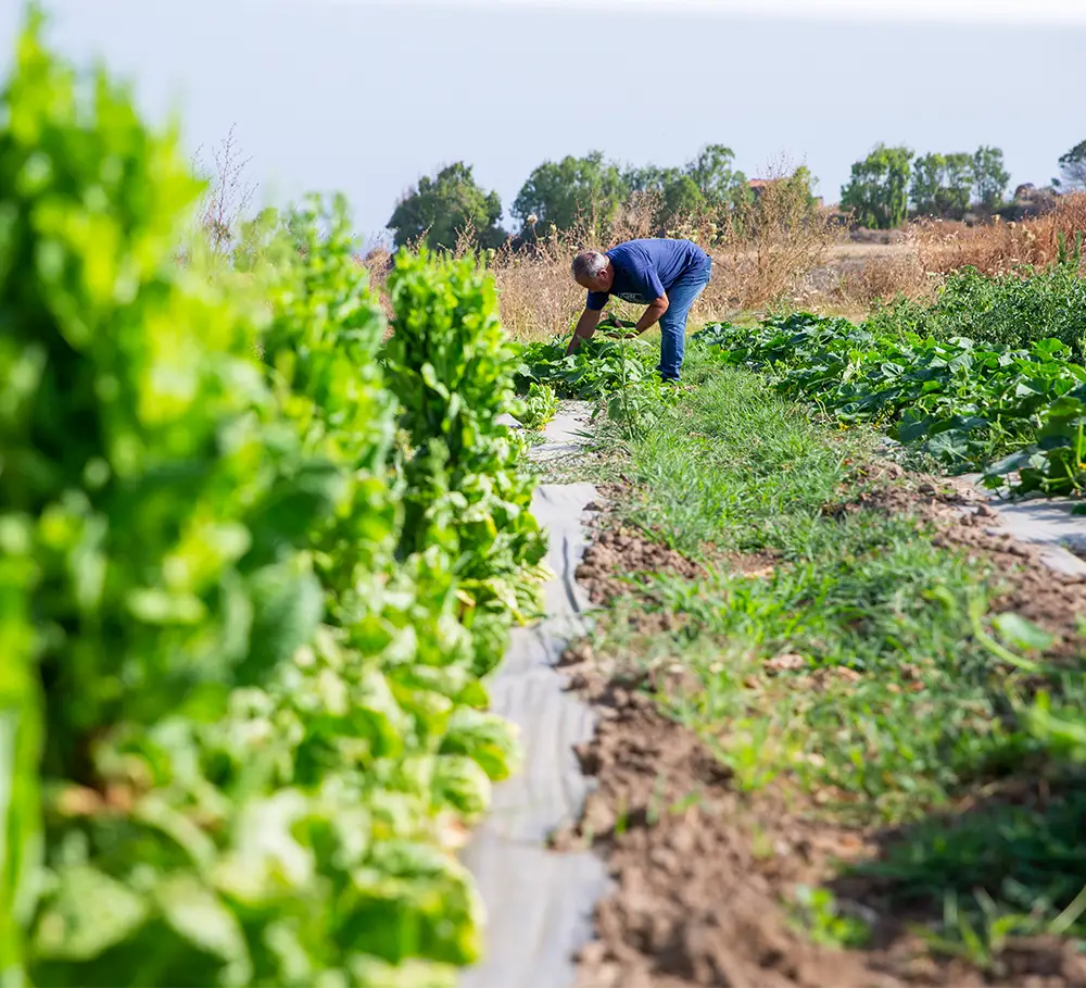 azienda agricola Costadoria
