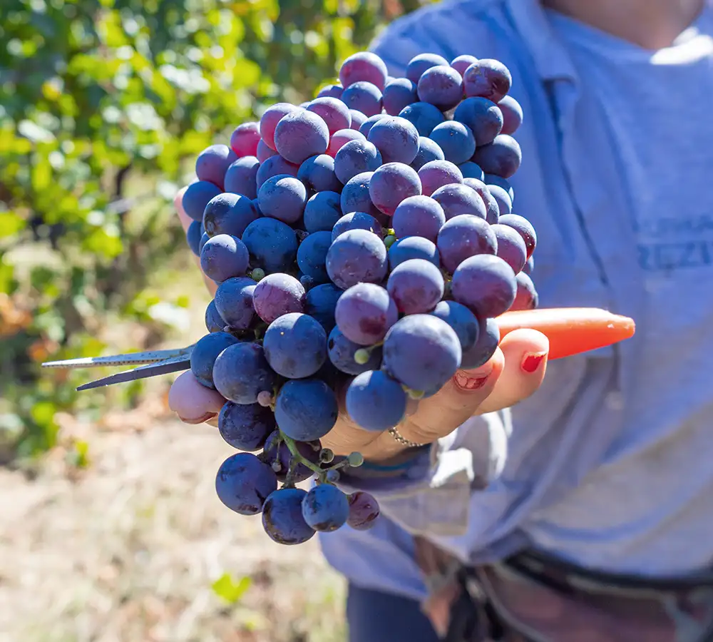 vendemmia Costadoria