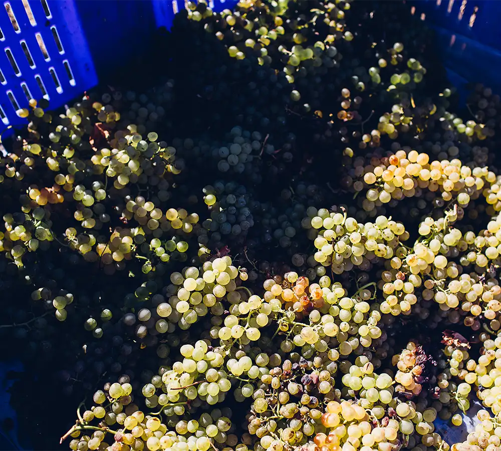 wine tour Costadoria