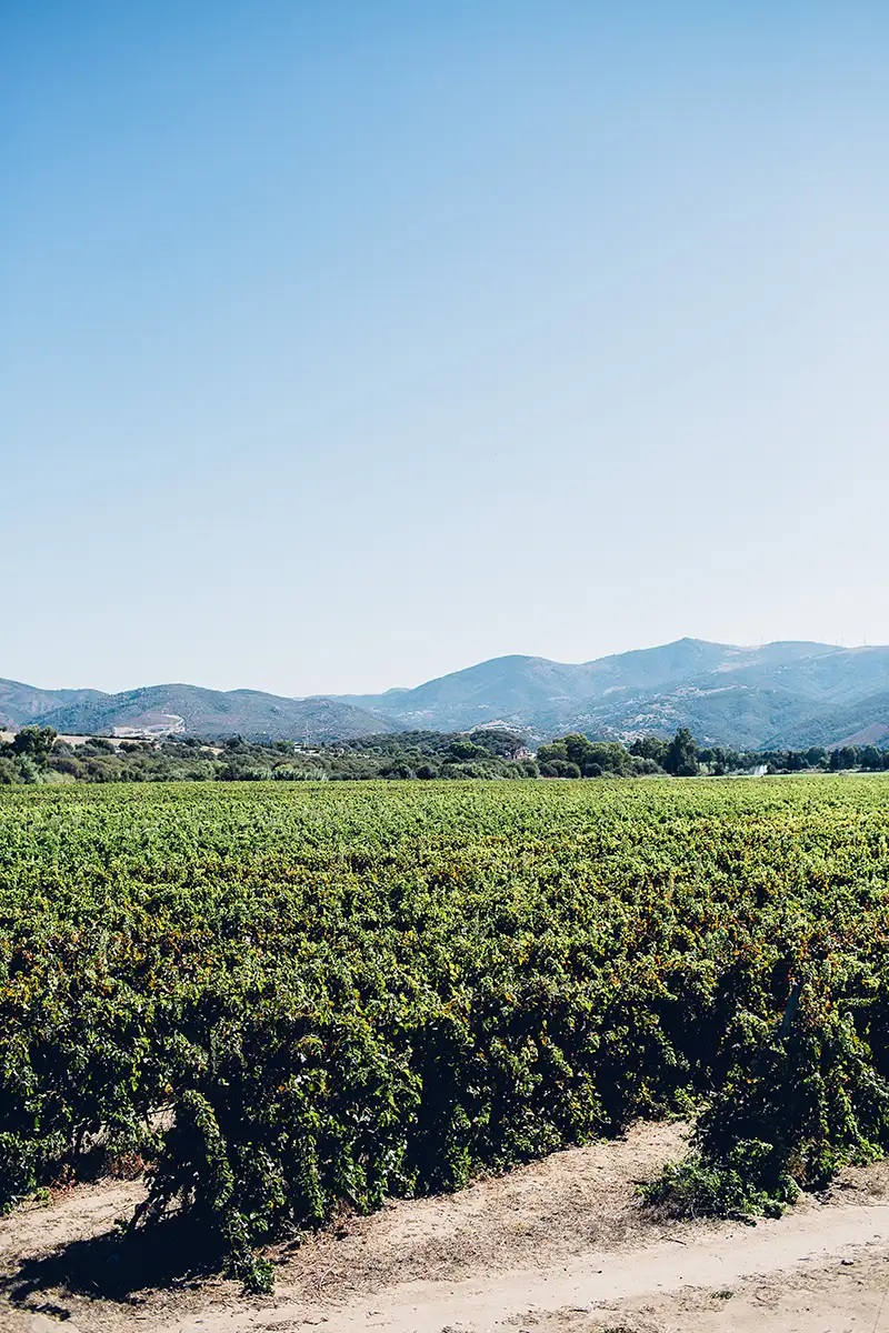 wine tour Costadoria